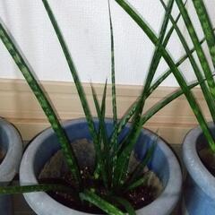 サンセベリア　観葉植物　サンスベリアの画像