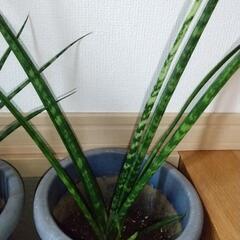 サンセベリア　観葉植物　サンスベリアの画像