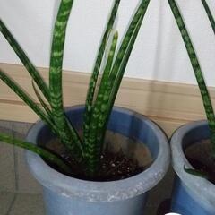 サンセベリア　観葉植物　サンスベリアの画像