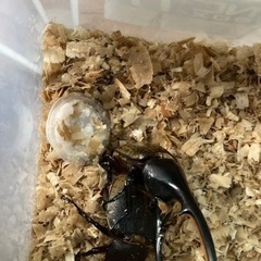 カブトムシの画像