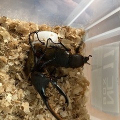 カブトムシの画像