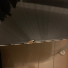 折りたたみ机の画像
