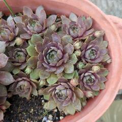 ㉑多肉植物 1個