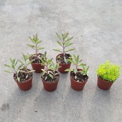 決まりました！多肉植物🌱一ポット50円、全てまとめてなら150円