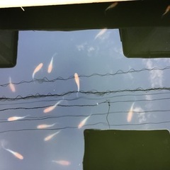 紅白ラメ入りヒレ長有精卵メダカの画像