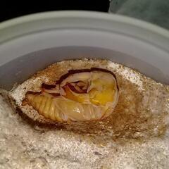 阿古谷産オオクワガタ蛹等