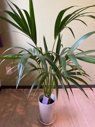 【観葉植物】ケンチャヤシ　7号鉢