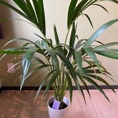 【観葉植物】ケンチャヤシ　7号鉢