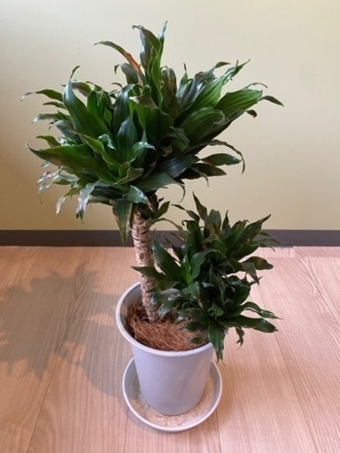 【観葉植物】ドラセナコンパクター　6号鉢