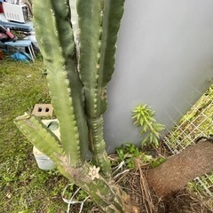 柱サボテン　鬼面角 キメンカク