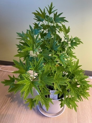 【観葉植物】レモンゼラニウム