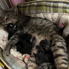 生まれたばかりの子猫ちゃん