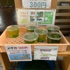 睡蓮はじめました　ミックスメダカ幼魚　6匹+水草  300円　ヌマエビもありますの画像