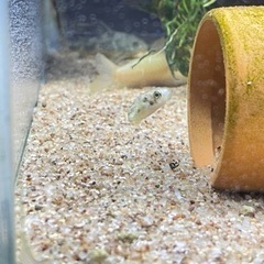 【熱帯魚】アベニーパファー、オトシンクルス