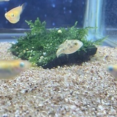 【熱帯魚】アベニーパファー、オトシンクルスの画像