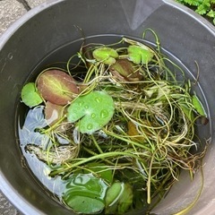 アサザ