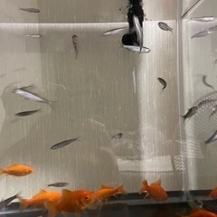 川魚（オイカワかカワムツ）の画像