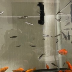 川魚（オイカワかカワムツ）