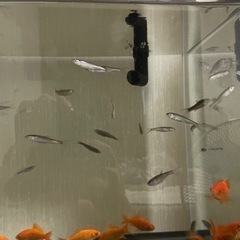 川魚（オイカワかカワムツ）の画像
