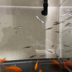 川魚（オイカワかカワムツ）の画像