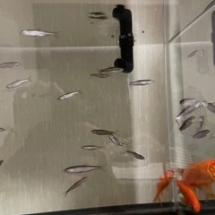 川魚（オイカワかカワムツ）の画像