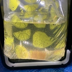 タマミジンコとゾウリムシセット  メダカの餌  メダカの画像