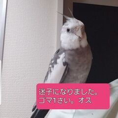 オカメインコを探しています。