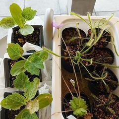 食虫植物差し上げます！