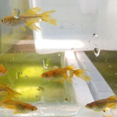 【メダカ　金色黒鳥】