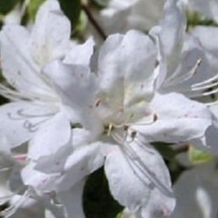 メンバー随時大募集中です♪