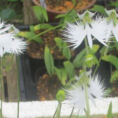 サギソウ　鷺草（銀河）芽出し　１ポット