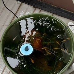 メダカの稚魚・卵