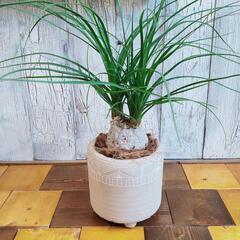 【観葉植物】トックリラン　ノリナ