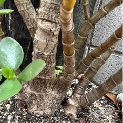 金の成る木　No.４　抜き苗　鉢なしの画像