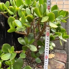 金の成る木　No.４　抜き苗　鉢なしの画像