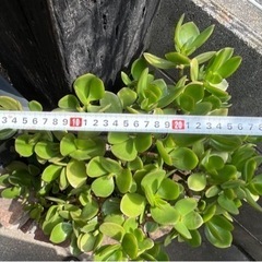 金の成る木　No.４　抜き苗　鉢なしの画像