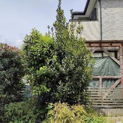 庭木刈込、伐採、抜根 - 地元のお店