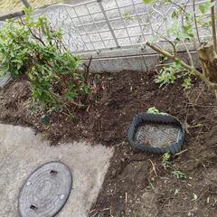 庭木刈込、伐採、抜根 - 茂原市