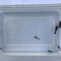 メダカ稚魚 ブルーシュリンプ ミナミヌマエビ 各5匹の画像