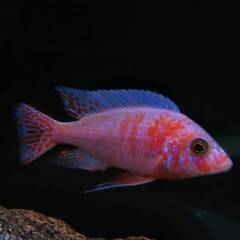 Cynotilapia Afra Jalo Reef Small - for sale at Aquarium Fish