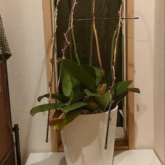 胡蝶蘭の鉢