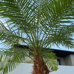 極上(幹高)フェニックスロベレニー