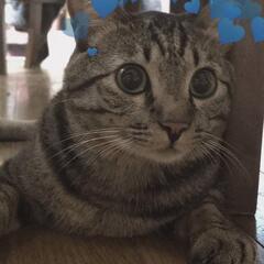 キジトラ♂