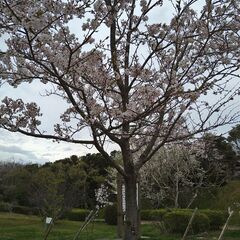 友達募集！白浜町-上富田町- 田辺市 - 友達