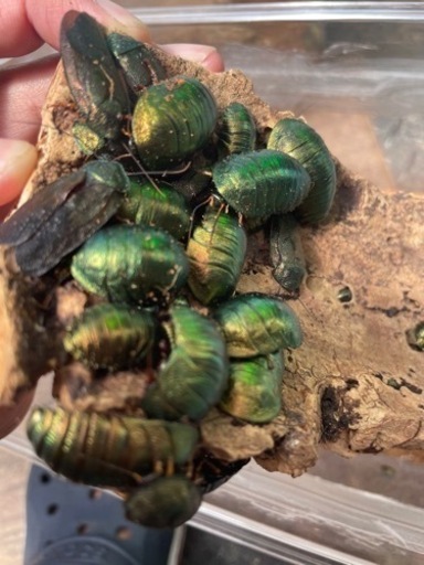 ニジイロゴキブリ　エメラルドジュエルローチ　高額