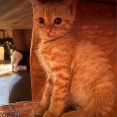 かわいい茶トラの子猫