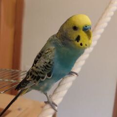 セキセイインコを保護しました
