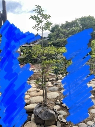 【値下げ】庭木150〜170cm