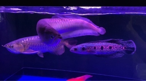 ブラックアロワナ　約60cm