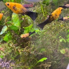 45センチの水槽セットと熱帯魚をセットでの画像